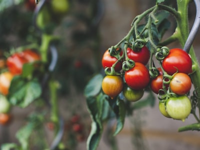 Phân bón hữu cơ