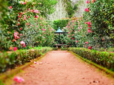 Phân bón hữu cơ