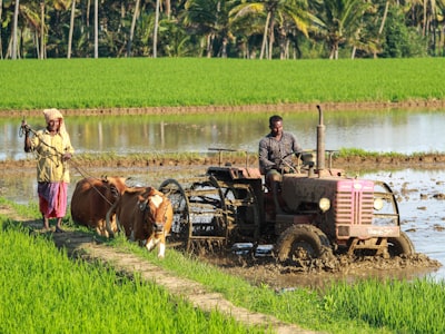 Phân Superphosphat kép